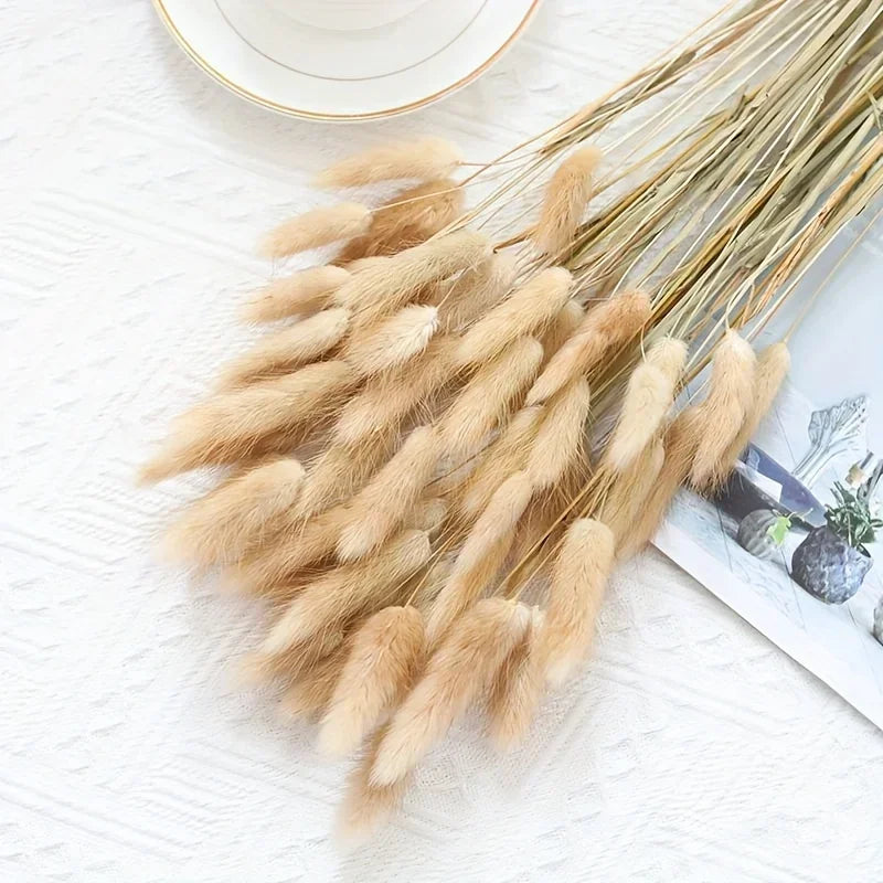 Natural Bunny Tail Grass Stems