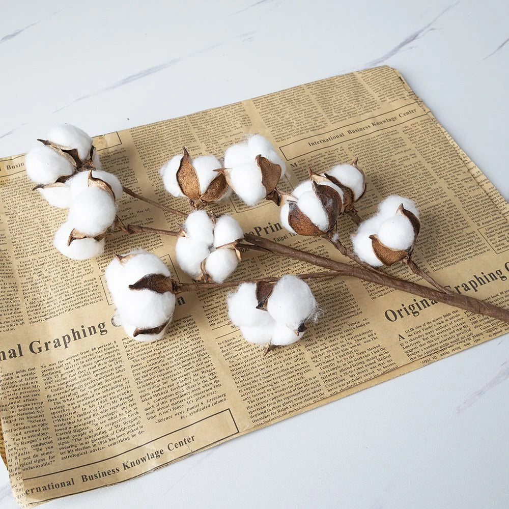 Cotton Boll Stems