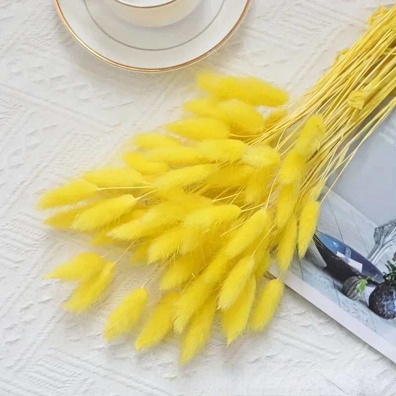 Natural Bunny Tail Grass Stems