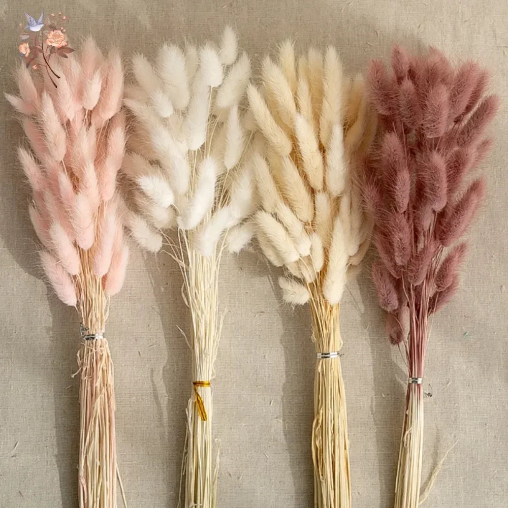 Natural Bunny Tail Grass Stems