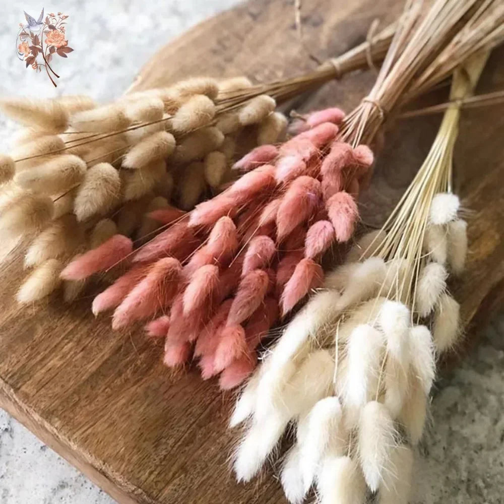 Natural Bunny Tail Grass Stems