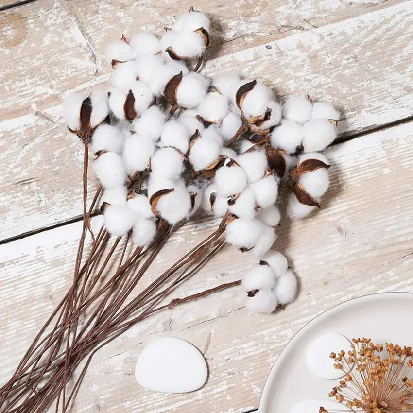 Cotton Boll Stems