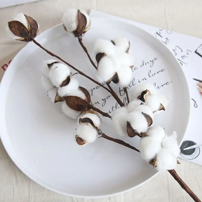 Cotton Boll Stems