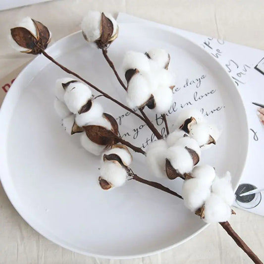 Cotton Boll Stems