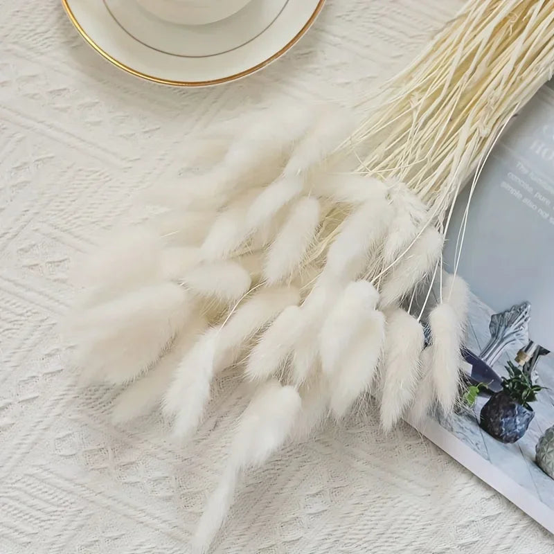 Natural Bunny Tail Grass Stems