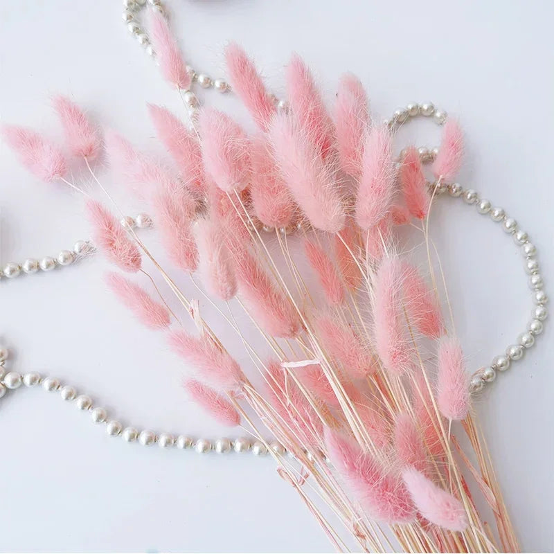 Natural Bunny Tail Grass Stems