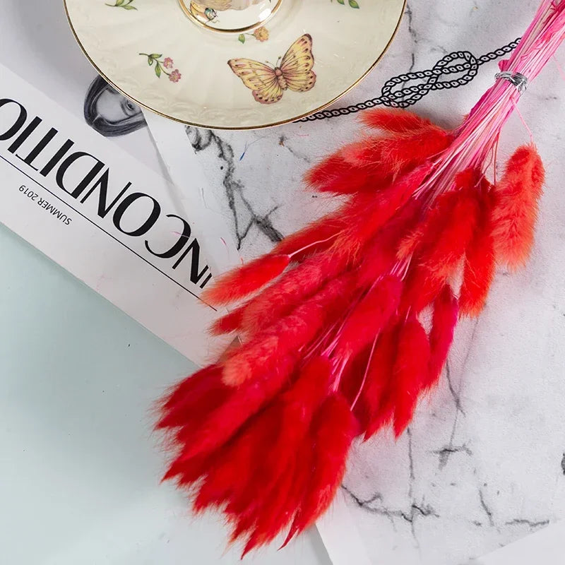 Natural Bunny Tail Grass Stems