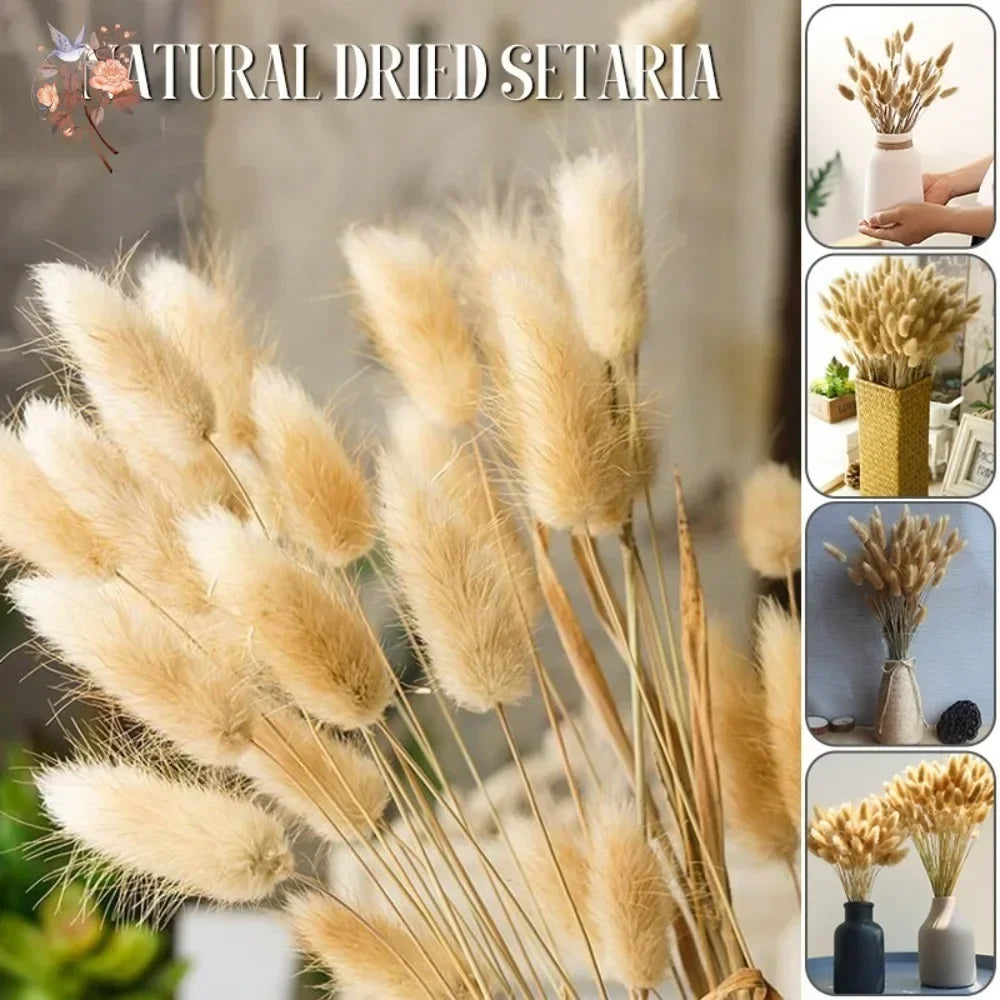 Natural Bunny Tail Grass Stems