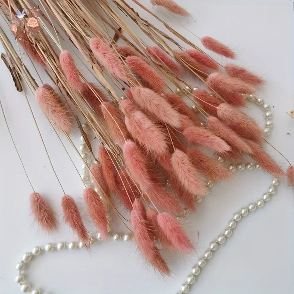 Natural Bunny Tail Grass Stems