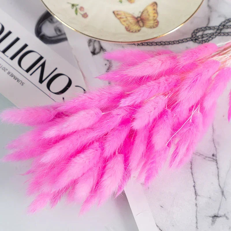 Natural Bunny Tail Grass Stems
