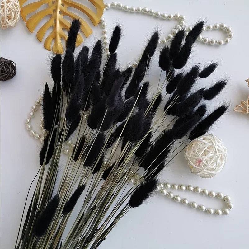 Natural Bunny Tail Grass Stems