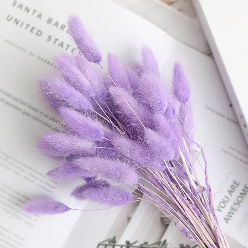 Natural Bunny Tail Grass Stems