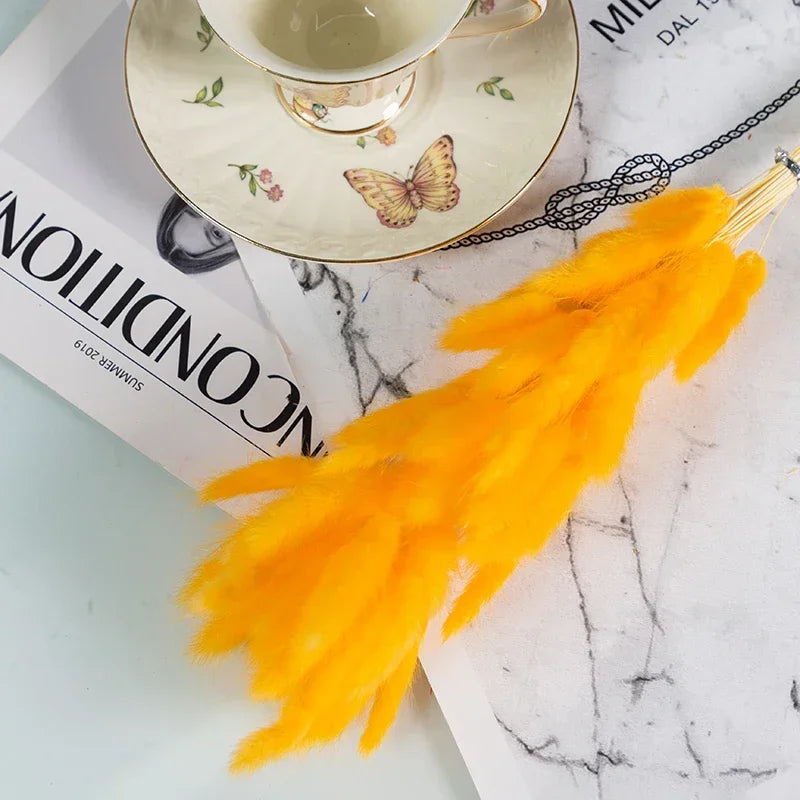 Natural Bunny Tail Grass Stems