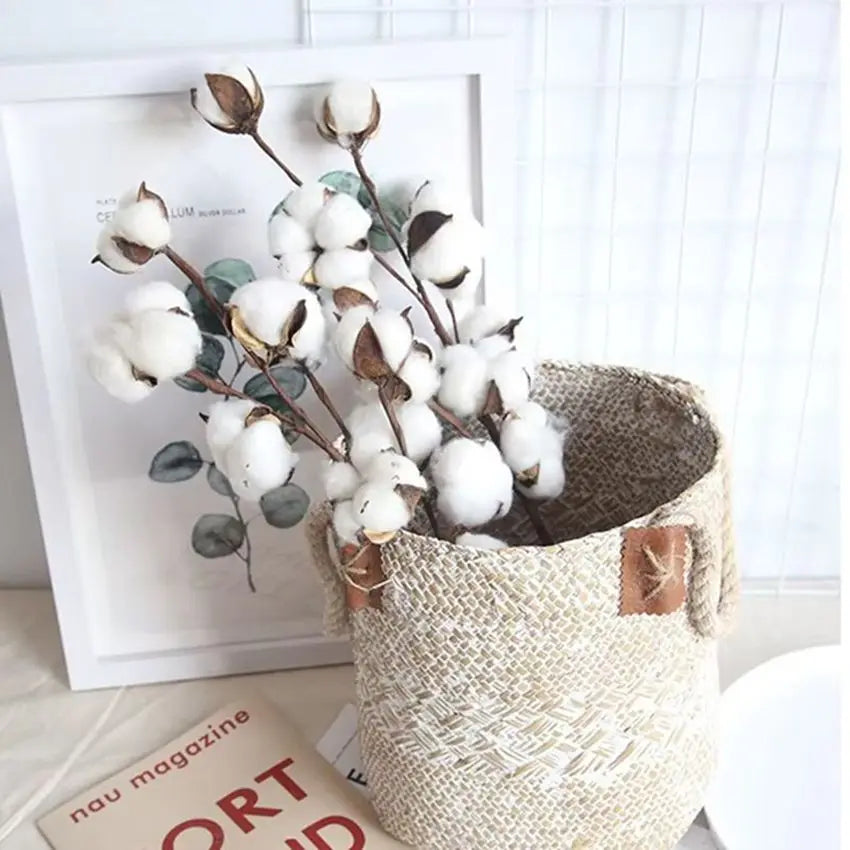 Cotton Boll Stems